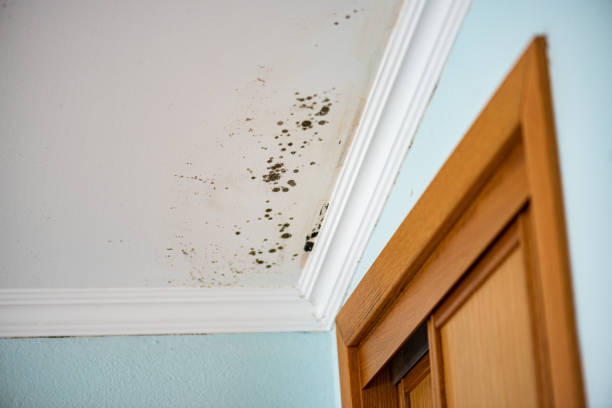 Best Mold Testing  in Dalton Gardens, ID